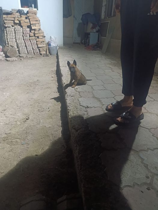 Продам щенка бельгийская овчарка