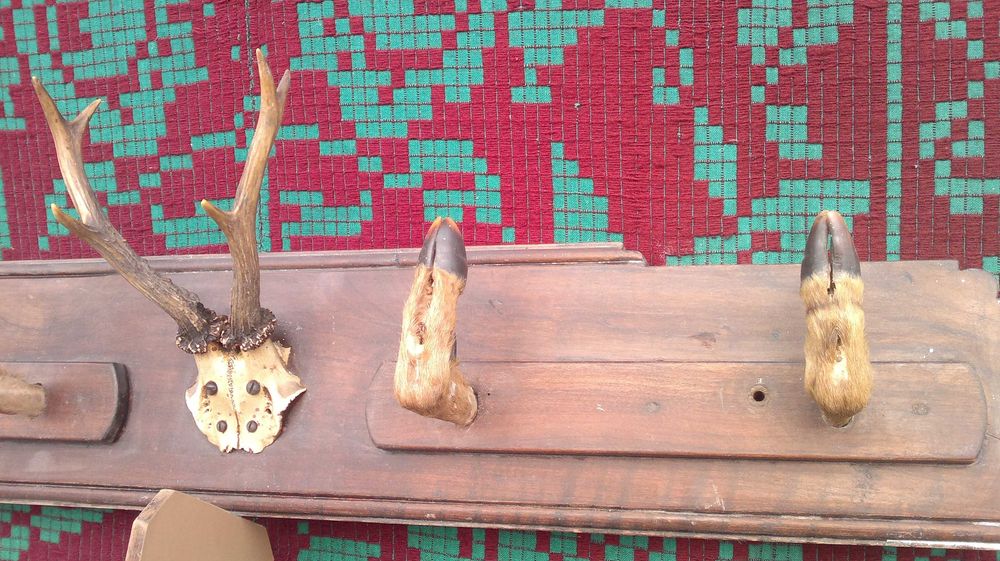 Cuier vanatoresc.  1950