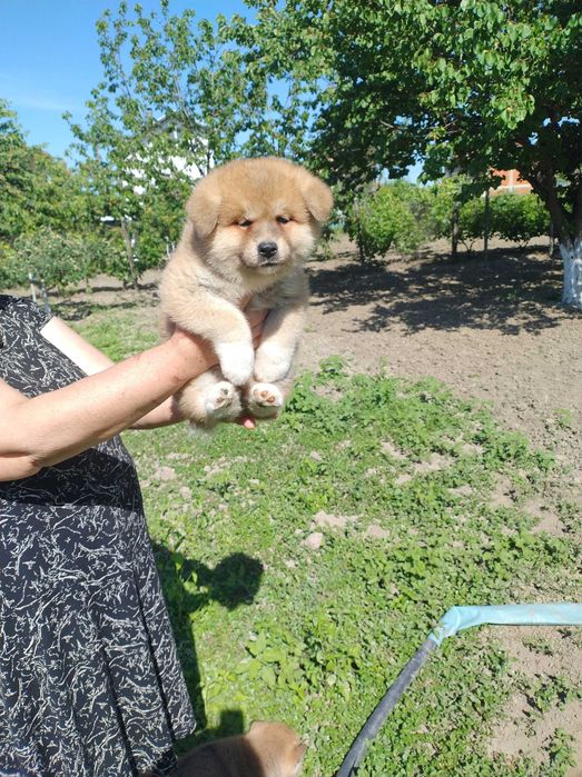 Продавам кученца акита ину