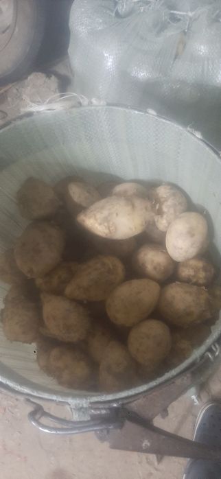 Картофель домашнии без нитратов полезная и вкусная.