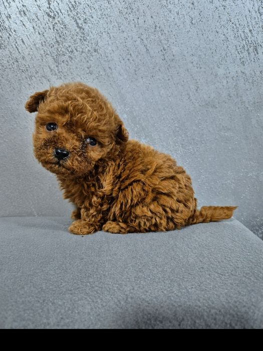 Toy poodle/ Той пудел