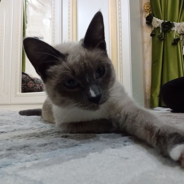 Сиамская кошка чистоплотна