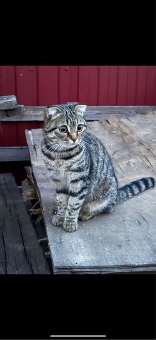 Отдам кошку в добрые руки