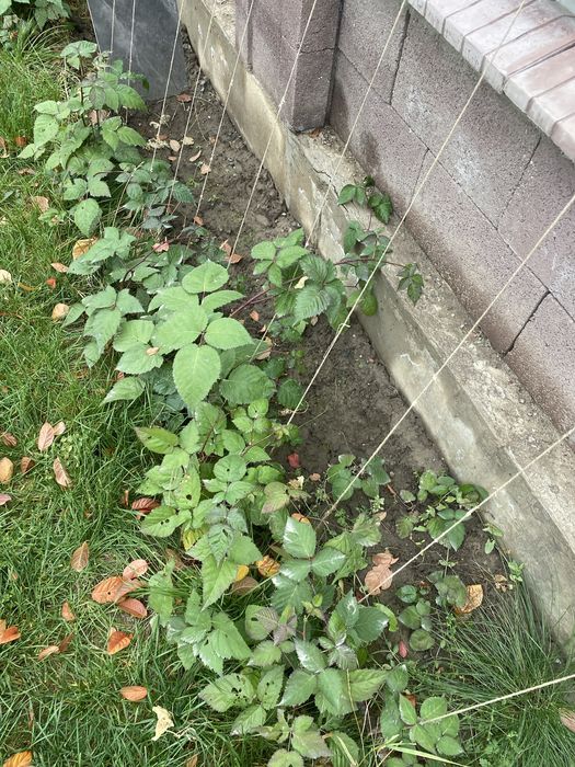 Продам саженцы ежималину