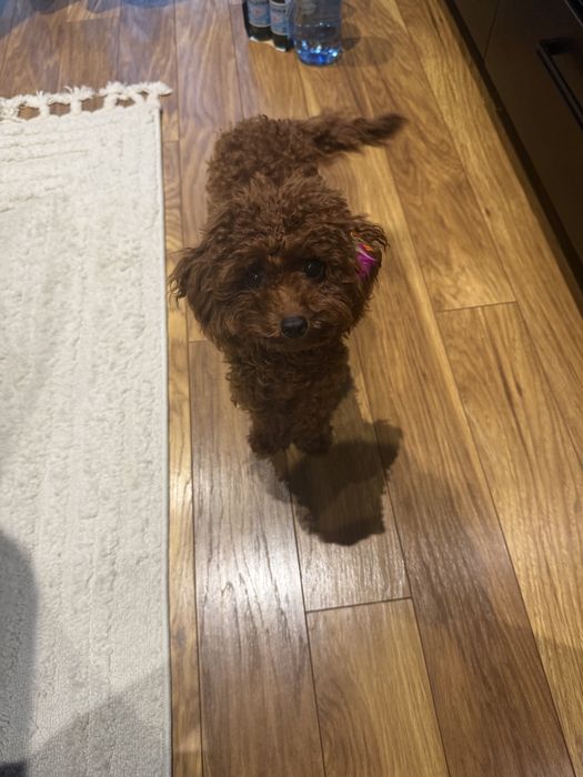 Toy Poodle , пудел