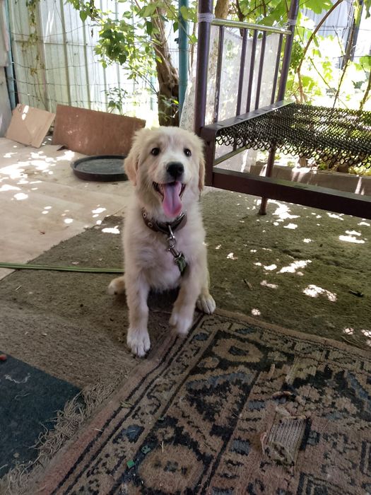 Отдам щенка подростка. Девочка.