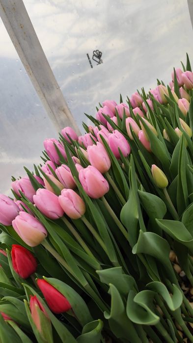 Тюльпаны отборного качества 350 -450 тг