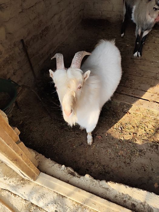 Пародистый теке сатамын