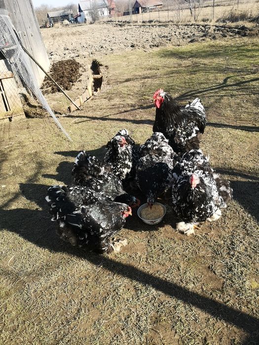 Oua de pasari de rasa cochinchina pentru incubat