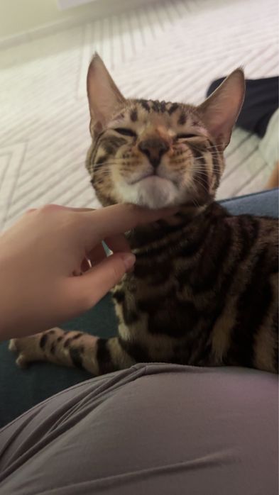 Продам Бенгальских кошек