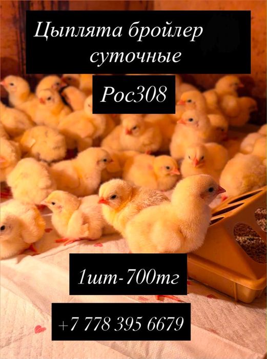 Цыплята бройлера суточные