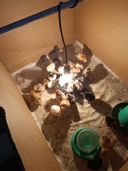 Продам суточных цыплят