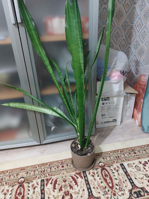 Продам комнатные цветы