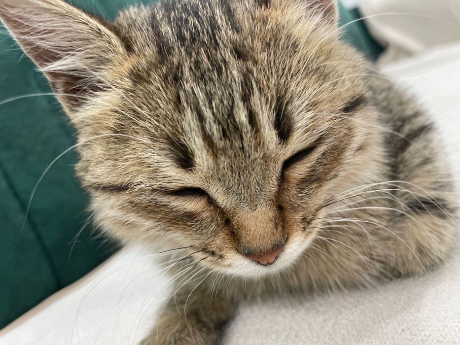 отдам кошку в добрые руки