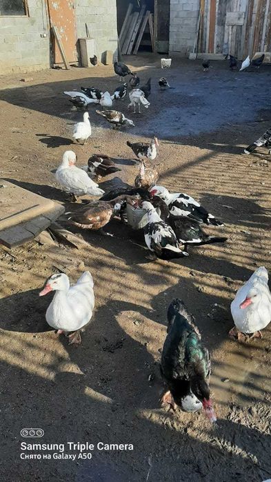 Продам индоуток 4-6к тг