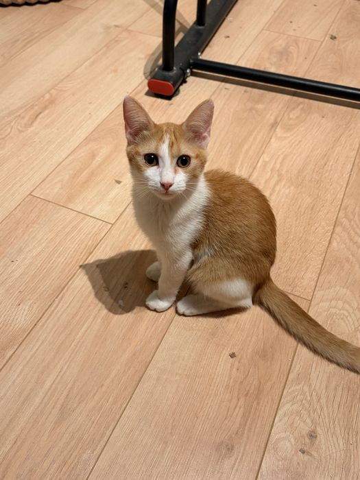 Подарявам домашно коте