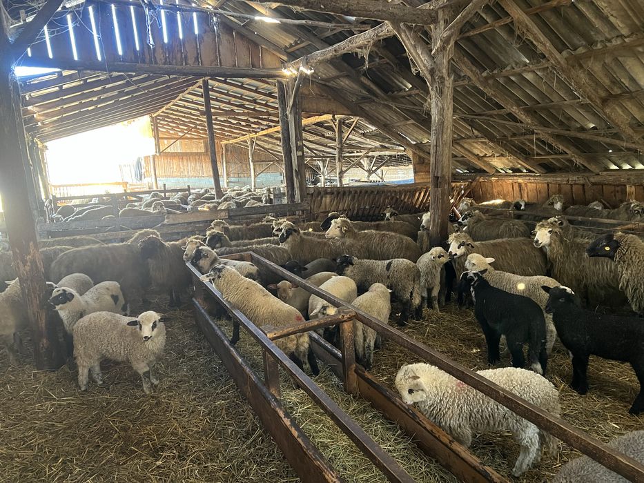 Vand 100 de oi cu miei