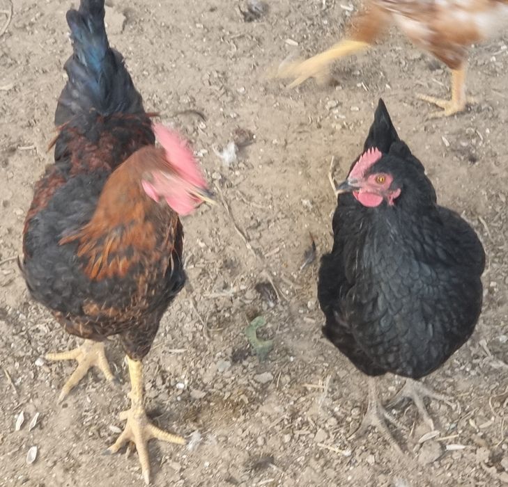 Продам курей, петухов