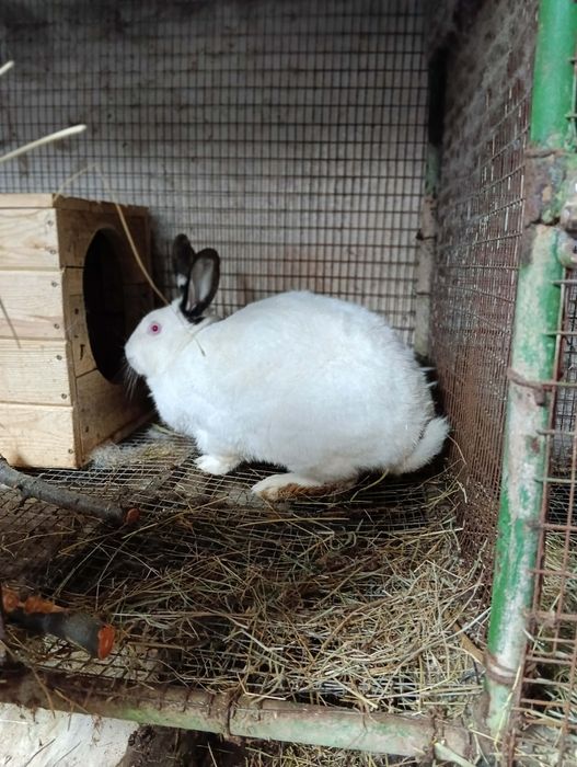 Продават се на различна възраст