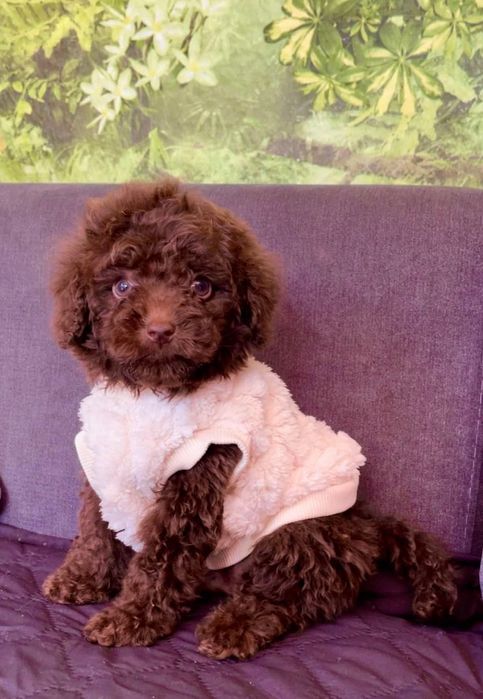 Мини пудел - пудел