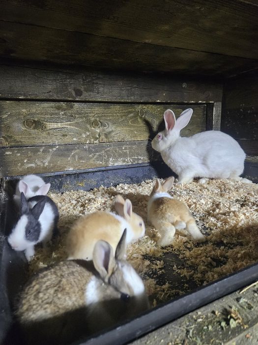 Iepuri Hycole francez