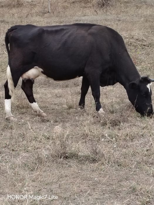 Vaca cu vitel de vanzare