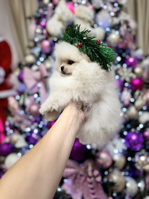 Pomeranian Bear Type