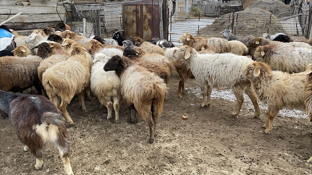 Шару кой ешкі сатылады!