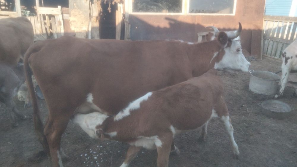 Продам вместе или отдельно