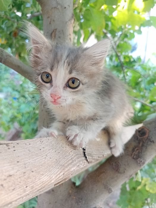 Котята 2 месяца, пушистые