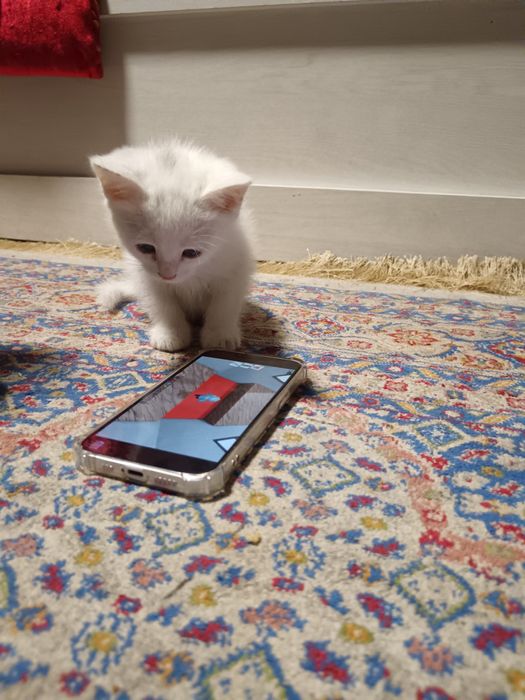 Продам котят добрым людям