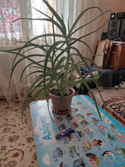 Алоэ лечебный  4 года.