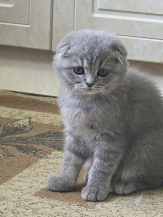 шотландская вислоухая кошка (скоттиш-фолд) с окрасом голубой (черно- с