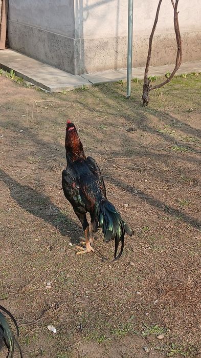 Дакан шоже 35.000