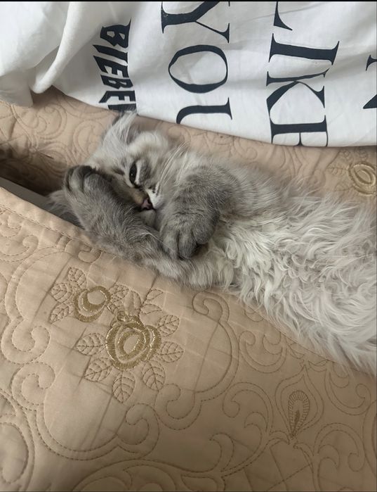 Кошка шотланская
