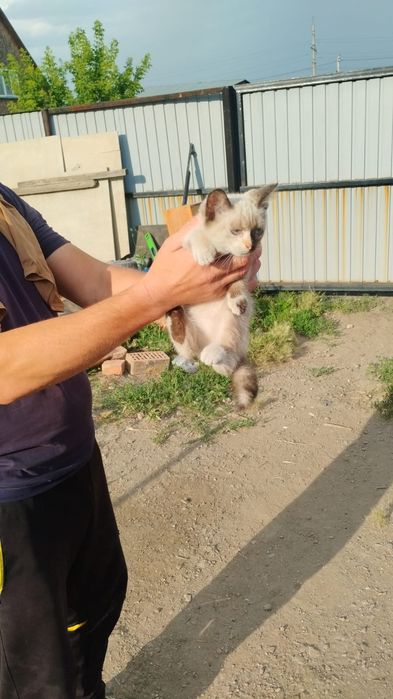 Отдам в добрые руки котят