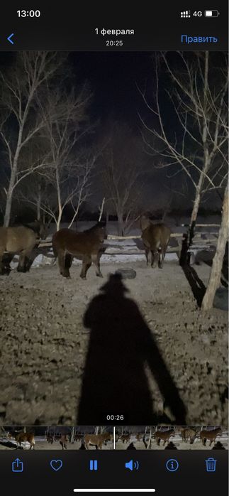 Семіз тай полутяж Ұрғашы Еркек