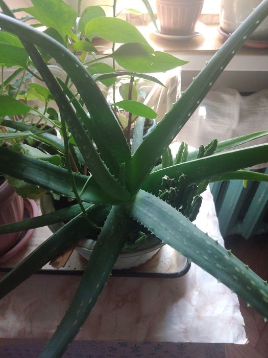 Продаю алой Вера