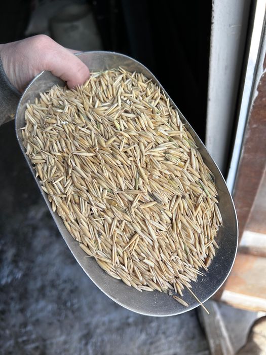 Овес Сулы в мешках