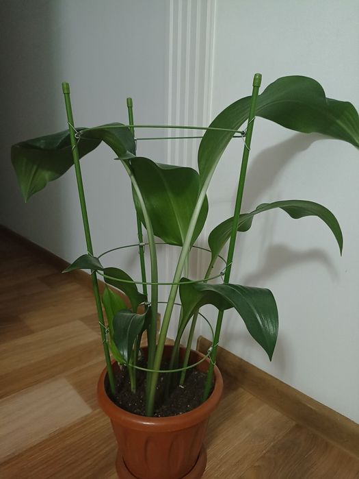 Лилия Эухарис комнатное растение