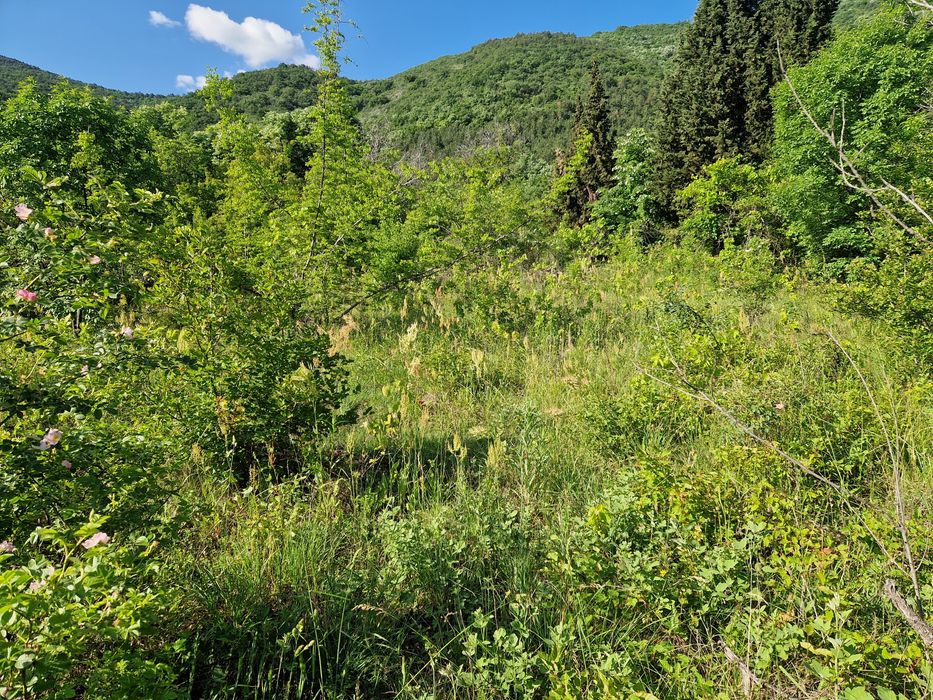 Продава се Земеделски имот в Асеновград -  кв.м за 8 €/дка - Снимка #2