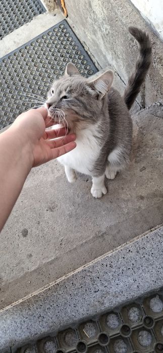 Отдам в хорошие руки кошку