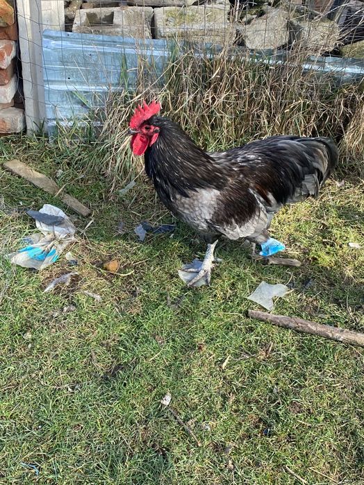Vând cocoși susex porțelan, australop, aurucana barat