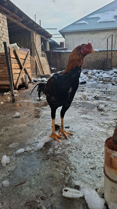 Дәкәндәр сатылады