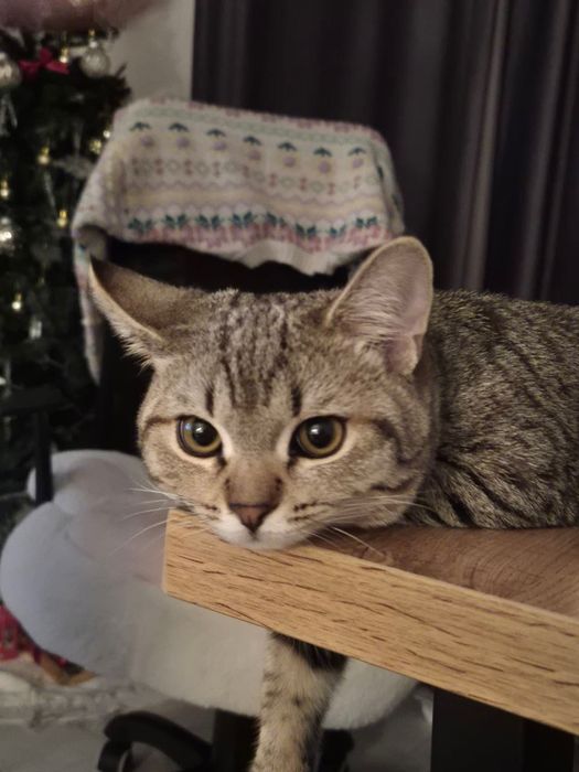 Отдаем кота даром в хорошие руки