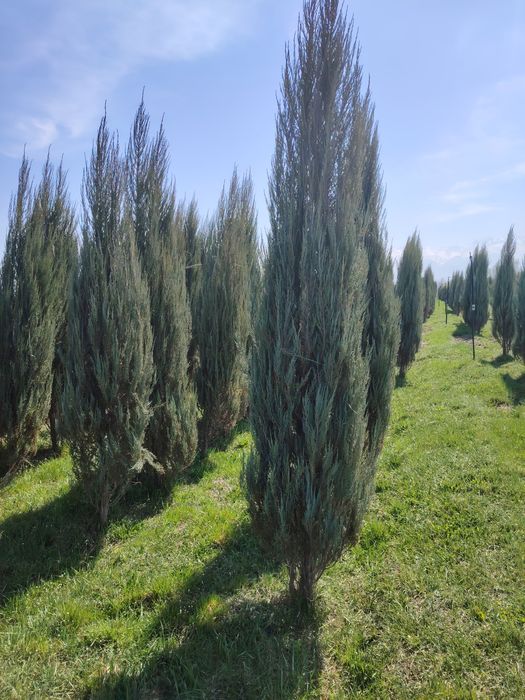 Маживельник, Туя.