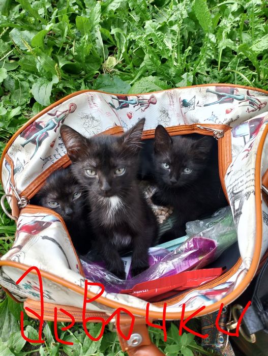 Отдам котят в добрые руки