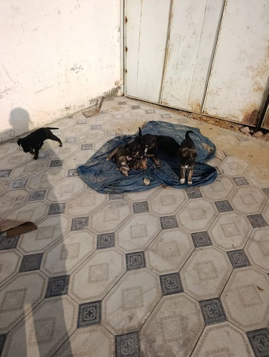 Отдам щенков в хорошие руки