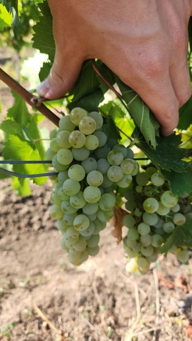 Struguri de vin și de masă din podgoriile proprii
