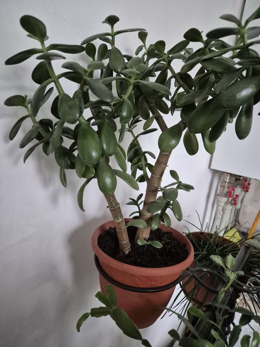 Продам комнатные растения